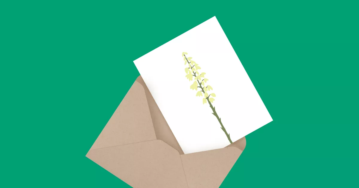 Yucca Flower